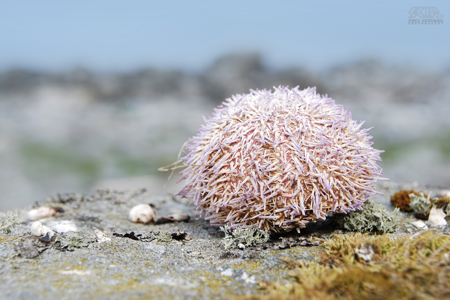 Nordland to Måstad - Sea urchin A sea urchin on the rock coasts between Nordland and Måstad. Stefan Cruysberghs